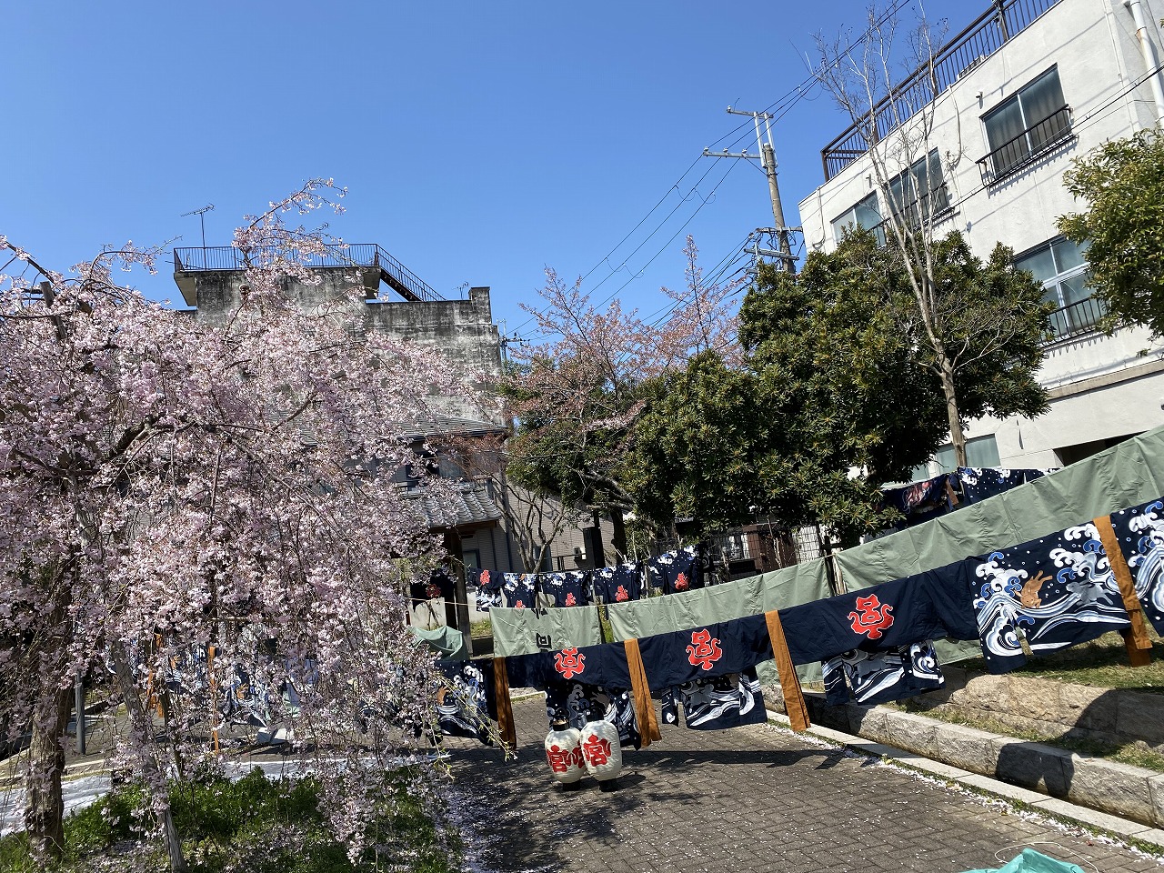 後宴の桜と法被干