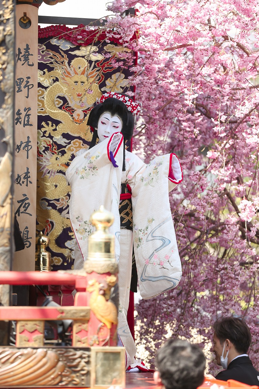 咲き誇る桂姫と桜花